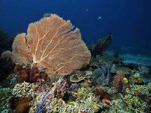 Wonderful coral fans at Menjangan Island by Olivier Notz 